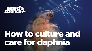 Caring and Culturing for Daphnia [upl. by Adebayo538]