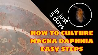 How to Culture Magna Daphnia Easily [upl. by Eiuqcaj]