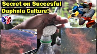 How to Culture Daphnia Successfully [upl. by Eveneg664]