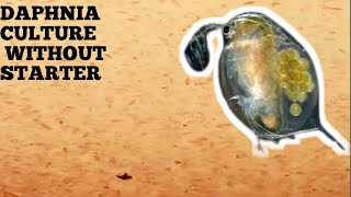 HOW TO CULTURE DAPHNIA NATURALLY WITHOUT A STARTER [upl. by Adlev543]