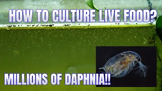 How to Culture Daphnia Secret Method to Breed MILLIONS  Simply Aquatic [upl. by Adilen]