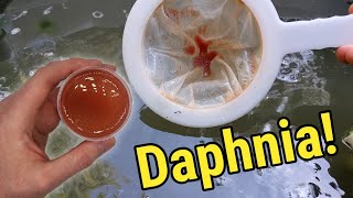 How I Culture Daphnia In Outdoor Tubs [upl. by Travus]