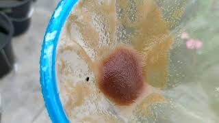 How to culture daphnia moina in a small container Part 1 English Subtitle [upl. by Steinway813]