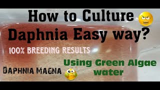 Daphnia MagnaHow to Culture Daphnia Easy wayCulturing Daphnia using Green water Daphnia [upl. by Venice]