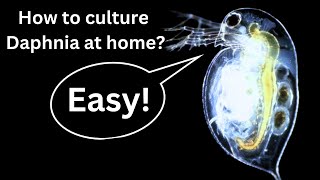 BEST Live Fish Food Beginner guide How to Culture Daphnia at home [upl. by Harrod818]