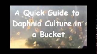 How to culture daphnia outside [upl. by Behlke447]