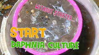 How to culture daphnia moina the easy way 1  Starting the Daphnia culture [upl. by Gaston558]