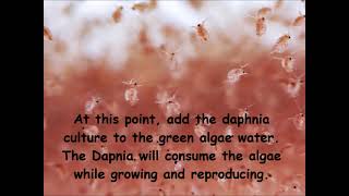 Daphnia  How to grow daphnia in your home [upl. by Chen]