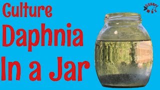 How to Culture Daphnia in a Jar [upl. by Nylkoorb]