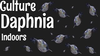 How to Culture Daphnia [upl. by Dunson632]