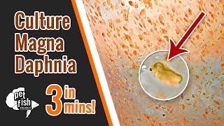 How to culture DAPHNIA MAGNA  The easy way [upl. by Juieta866]