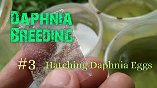 Daphnia Culture made simple and easy 3  Hatching Daphnia eggs [upl. by Aket933]