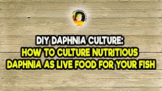 DIY Daphnia Culture How to Culture Nutritious Daphnia as Live Food for Your Fish [upl. by Arhoz]