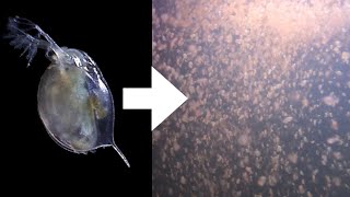 How I Culture Daphnia [upl. by Anum]