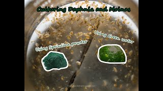 How To Culture Daphnia and Moinas using Green Water Spirulina powder [upl. by Gearalt]