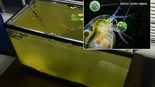 Raising Daphnia for the Freshwater Aquarium [upl. by Netsrejk]