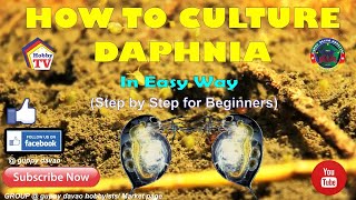 HOW TO CULTURE DAPHNIA In Easy Way [upl. by Weiner]